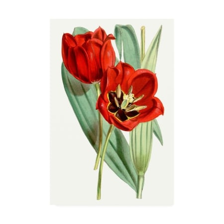 Curtis 'Curtis Tulips V' Canvas Art,22x32